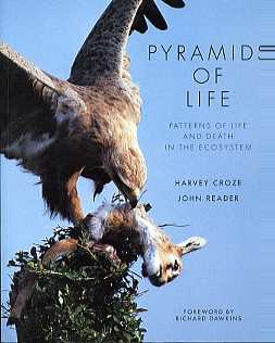 Pyramids of Life: Patterns of Life and Death in the Ecosystem